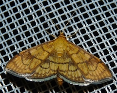 Anania verbascalis
