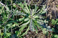 Reichardia tingitana