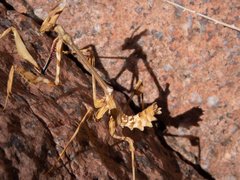 Empusa