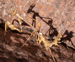 Empusa