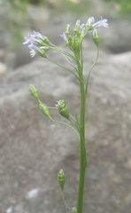 Lobelia cliffortiana