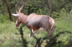 Damaliscus pygargus phillipsi