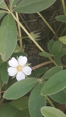 Potentilla alba