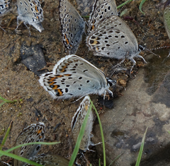 Plebejus idas cleobis