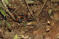 Rhinocheilus antonii