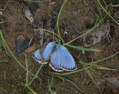 Plebejus idas cleobis
