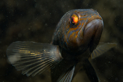 Centropristis striata