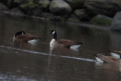 Branta canadensis
