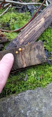 Crucibulum laeve