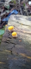 Crucibulum laeve