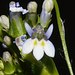 Lobelia cliffortiana - Photo (c) Jose Alicea, algunos derechos reservados (CC BY-NC), subido por Jose Alicea