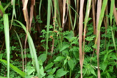 Crassocephalum crepidioides