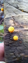 Crucibulum laeve
