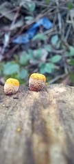 Crucibulum laeve