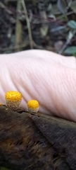 Crucibulum laeve