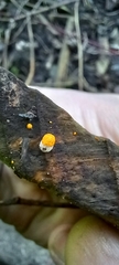 Crucibulum laeve