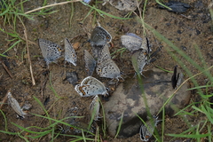 Plebejus idas cleobis