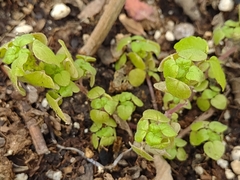 Parietaria pensylvanica