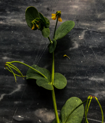 Coronilla scorpioides