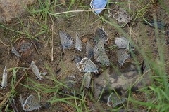 Plebejus idas cleobis