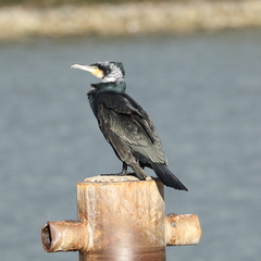 Phalacrocorax carbo sinensis