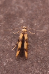 Stathmopoda pedella