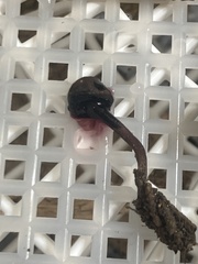 Pseudobaeospora deckeri