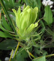 Castilleja cusickii