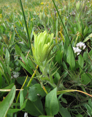 Castilleja cusickii