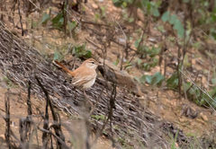 Cercotrichas galactotes