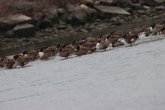 Branta canadensis