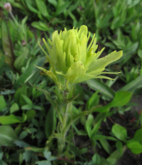 Castilleja cusickii