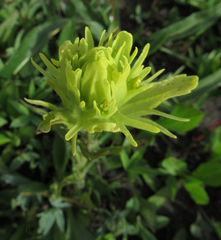 Castilleja cusickii