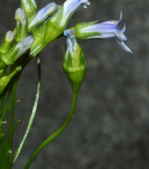 Lobelia cliffortiana