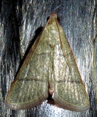 Hypsopygia nostralis