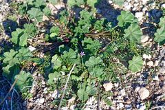 Erodium malacoides