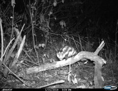 Spilogale angustifrons