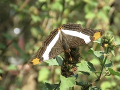 Adelpha fessonia