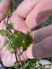 Callisia repens
