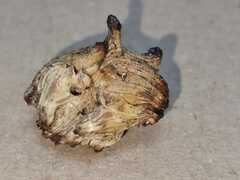 Andricus grossulariae