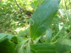 Phytomyza albiceps group