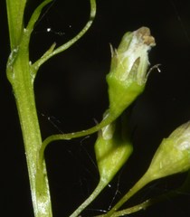 Lobelia cliffortiana