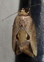 Strotihypera macroplaga