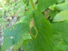 Phytomyza albiceps group