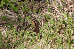 Eutropis multifasciata