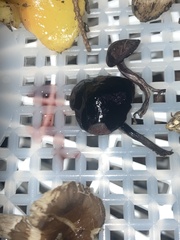 Pseudobaeospora deckeri