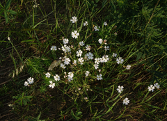 Silene linnaeana