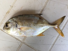 Caranx