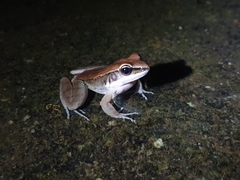 Sylvirana mortenseni