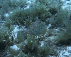 Pseudomonacanthus macrurus